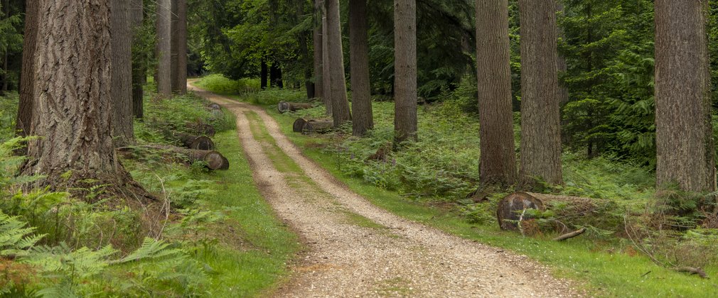 A track through the forest