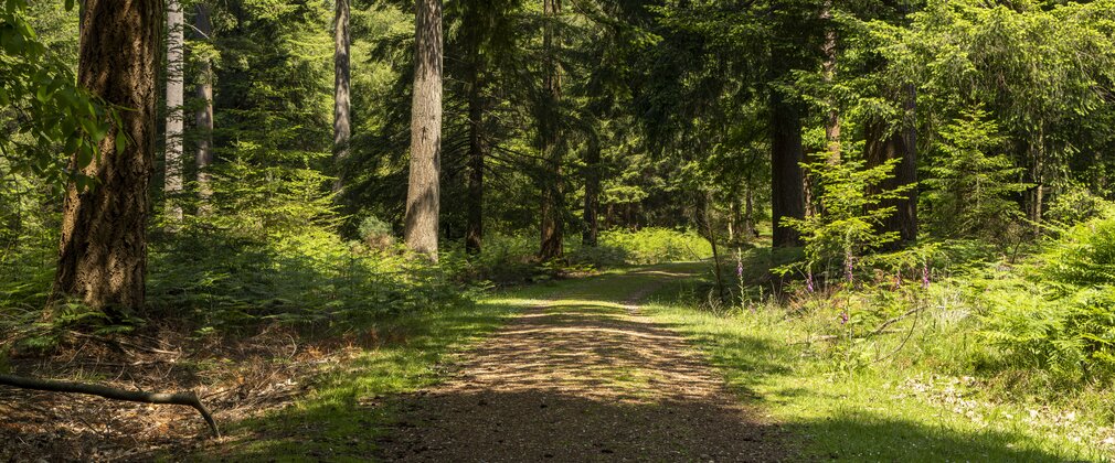 A shady trail in the forest.