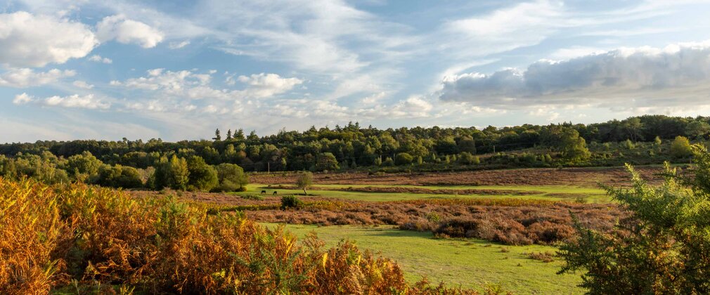 A view over heathland from under a tree