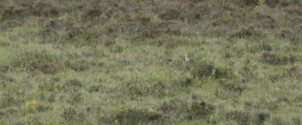 A distant shot of an adult curlew with a chick on the open heathland