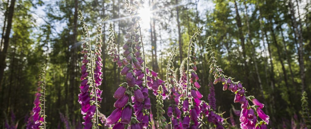 Purple foxglove flowers backlit by sunlight through the trees