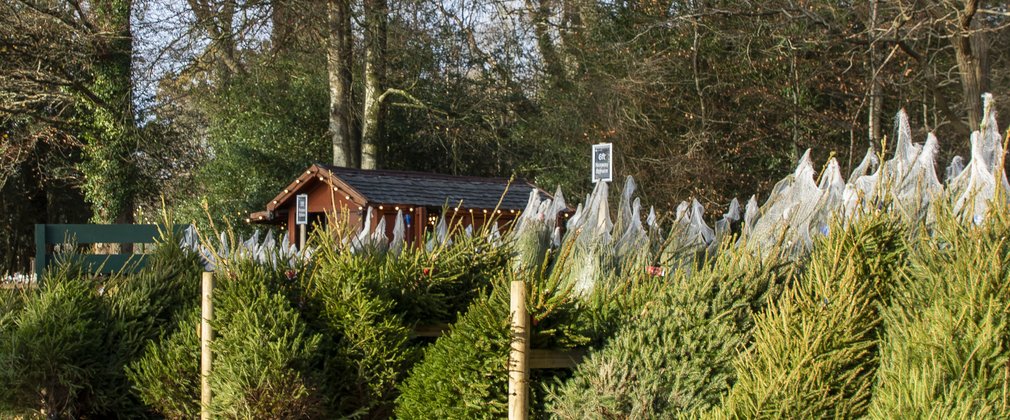 A view of the Christmas Tree sales shop in the New Forest