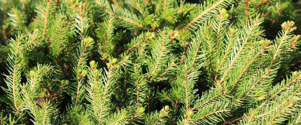 A close up of a Norway spruce tree