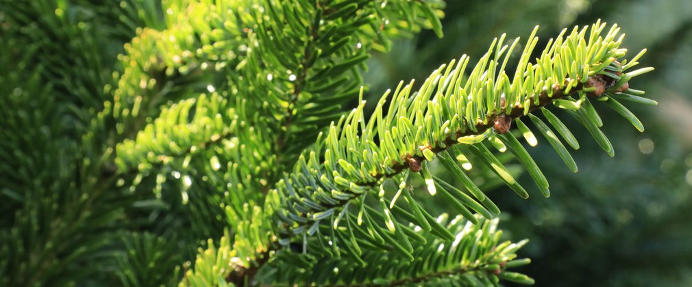 A close up of a Nordmann fir tree