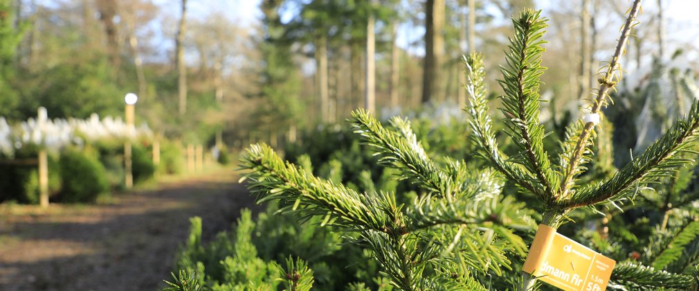 A view of the Christmas Tree sales shop in the New Forest