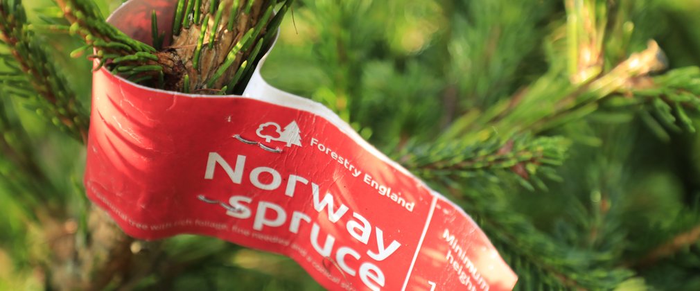 A close up of a Norway spruce tree label