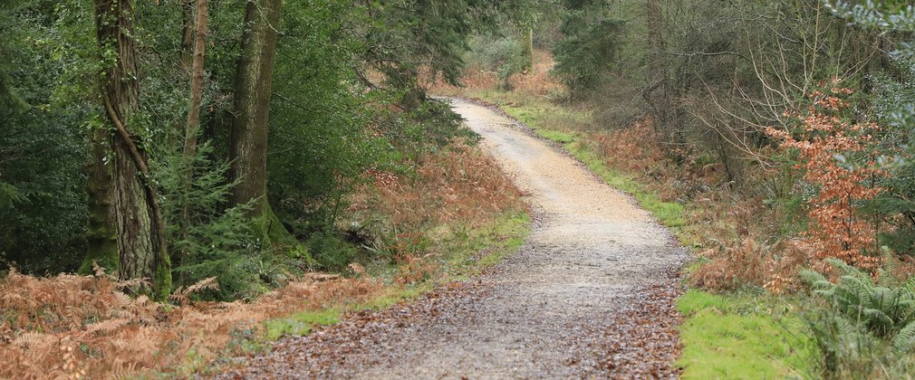 A trail through the forest.