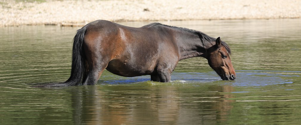 A New Forest Pony drinking from a pond during the summer