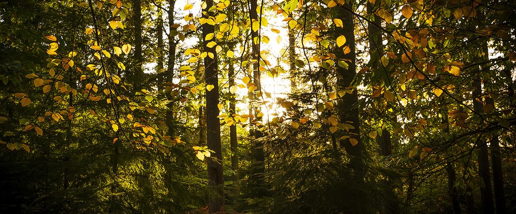 Autumnal view through leaves at sunset
