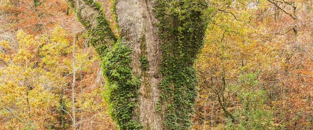 The Knightwood Oak