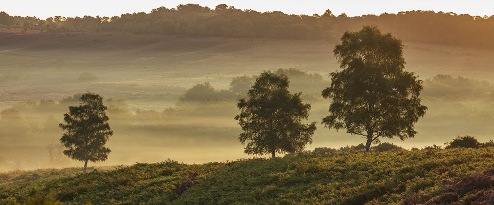 Misty morning fog on the horizon of the forest