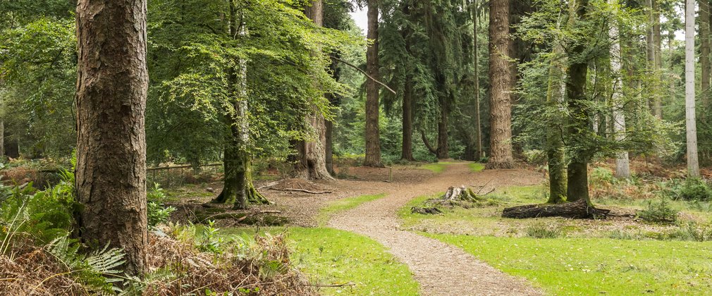 A view of the Tall Trees Trail