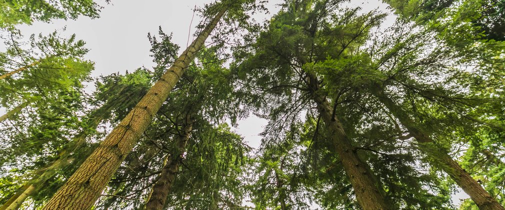 A view looking up on the Tall Trees Trail