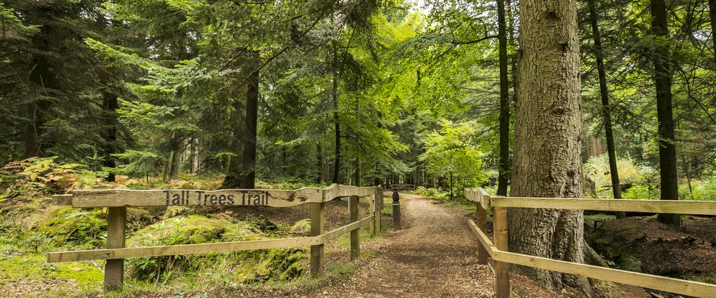 Tall Trees Trail entrance