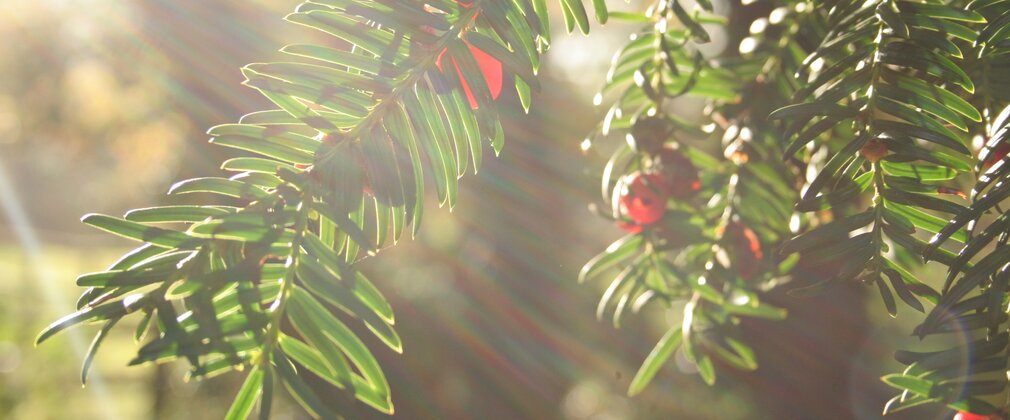 Native Yew Westonbirt