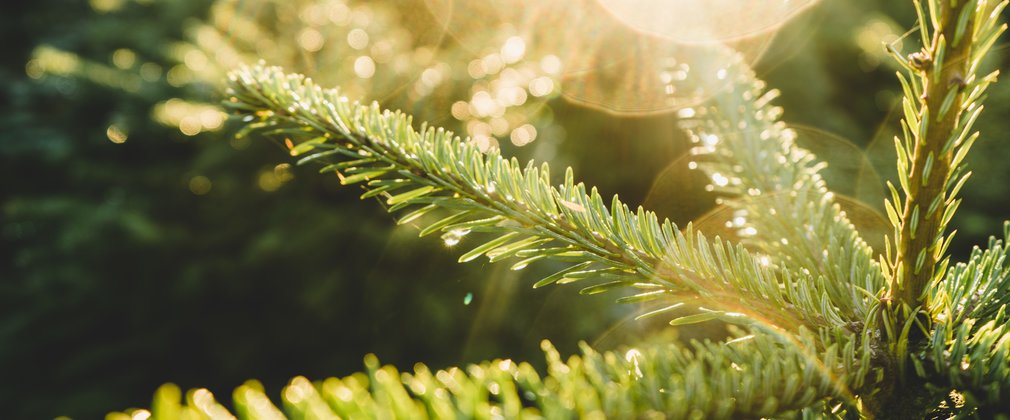 Close Up Christmas tree pines