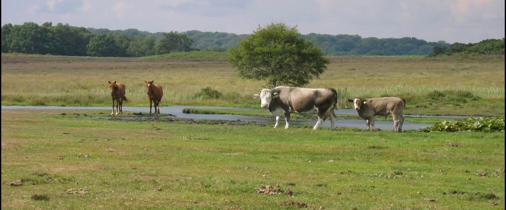 New Forest Grazing livestock
