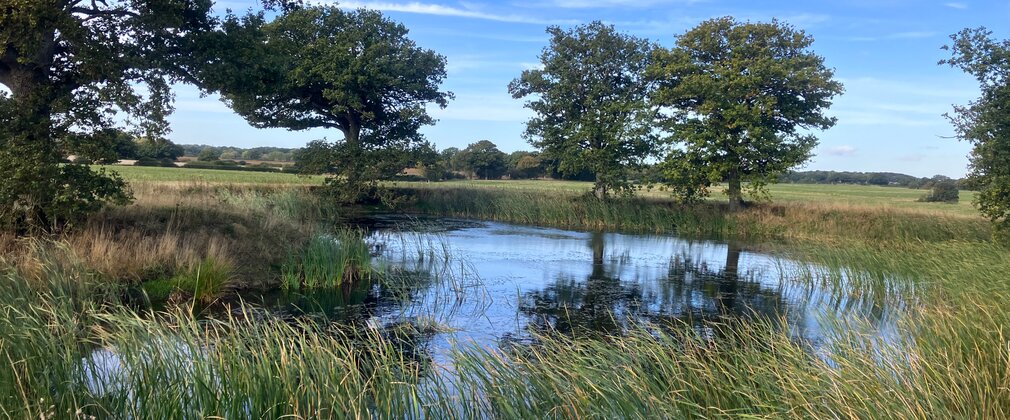Photo of wildlife pond at new woodland creation site in Kent, with mature trees in background and bright blue sky