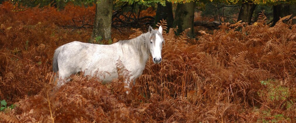 White pony within rust orange shrubs