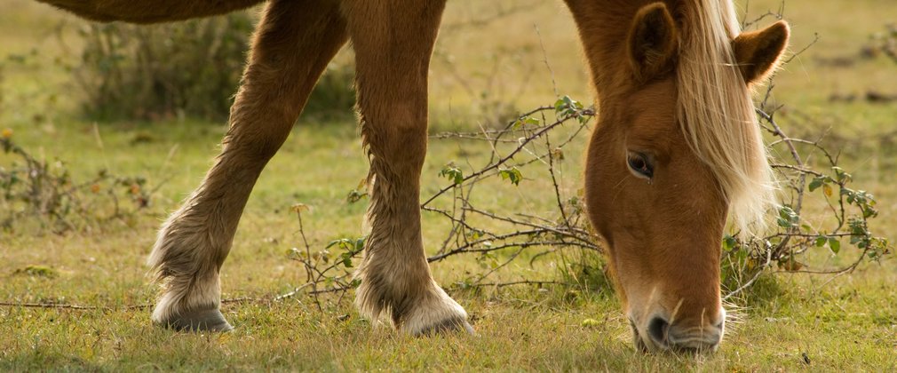 New Forest Pony 