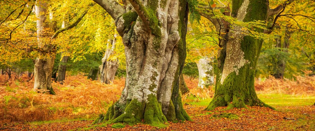 Old trees with large mossy trunks in autumn, with the ground covered in brown leaves.