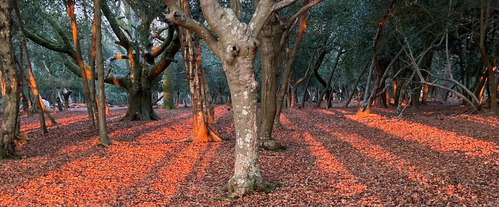 Rays of light though the trees at sunset in the New Forest