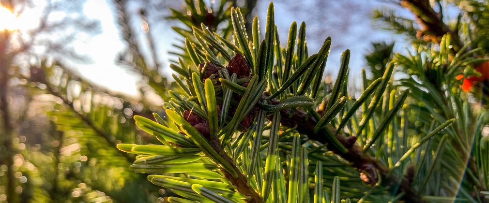 Close up of Christmas Tree