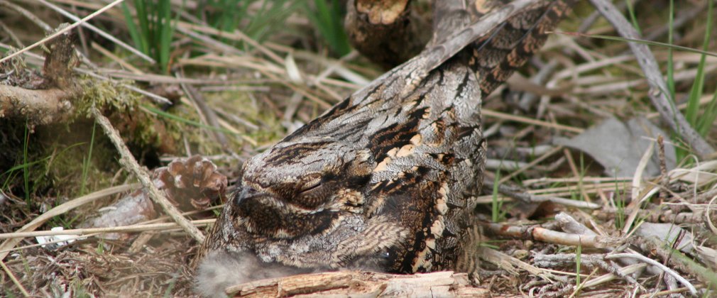 Nightjar camouflaged nesting on the ground 