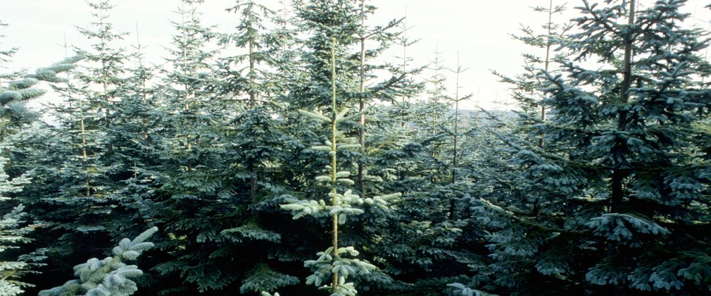 Dense canopy of Noble fir trees, showing their bluey-green colour.