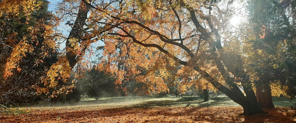 the sun rises in the distance through the branches of a tall tree. The ground is covered in autumnal leaves.