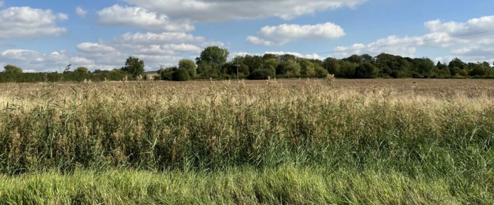 A field of long grass with a border of trees.
