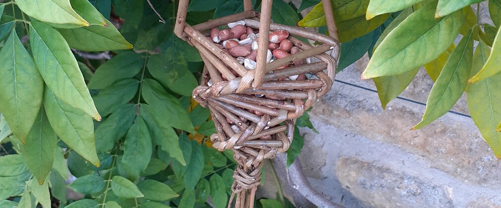 A willow woven bird feeder