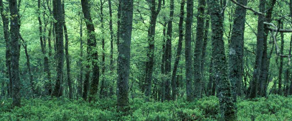 rich oak woodland