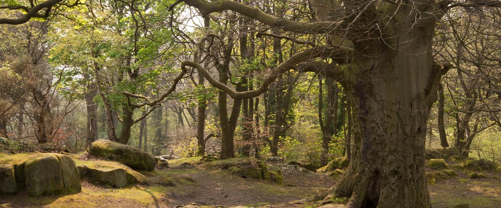 Oak in spring