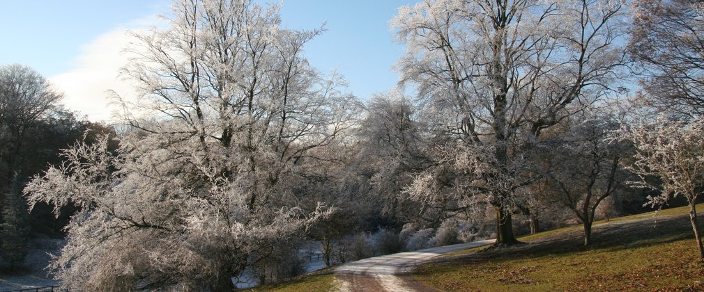 Winter Trail Westonbirt