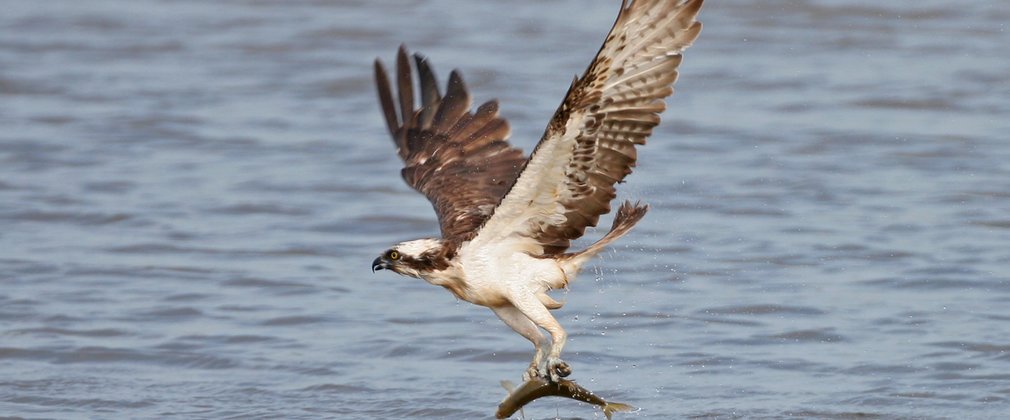 Osprey catching a fish