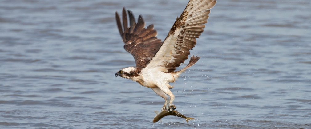 Osprey catching fish 