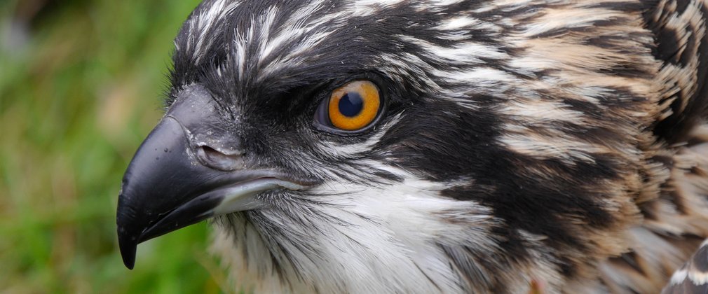 close up of osprey chick