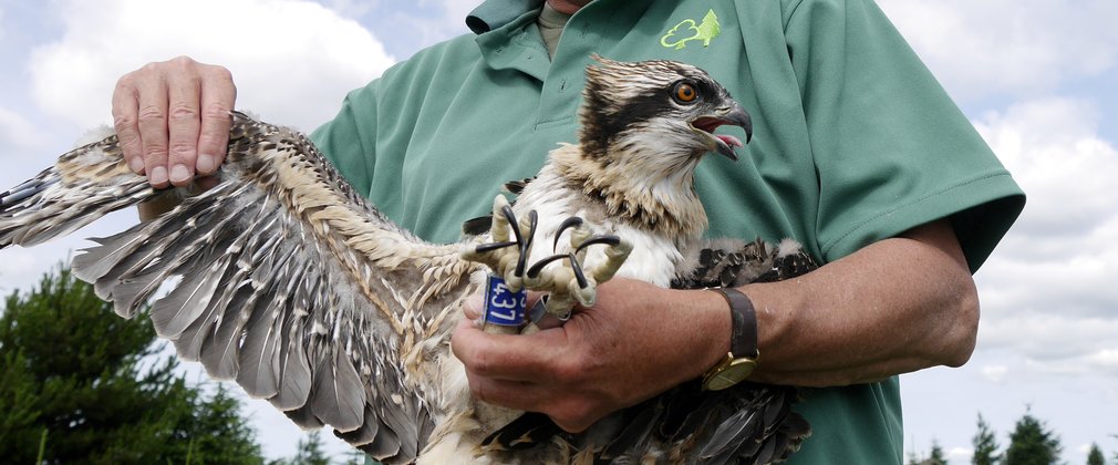 Man holding Osprey