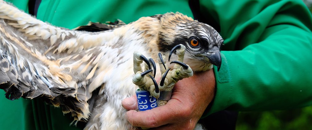 Osprey juvenile with identification ring showing by talons