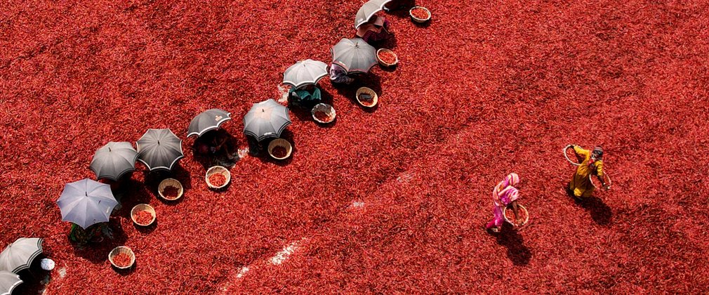 View from above of red pepper pickers