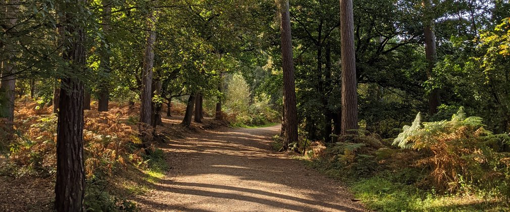 Tree-lined walking trail at Delamere Forest