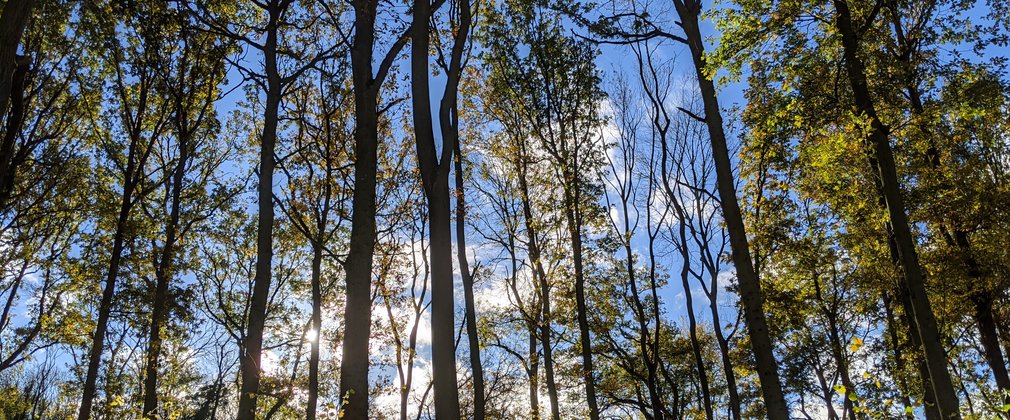 A bright blue and cloudy sky with tall trees in front of it
