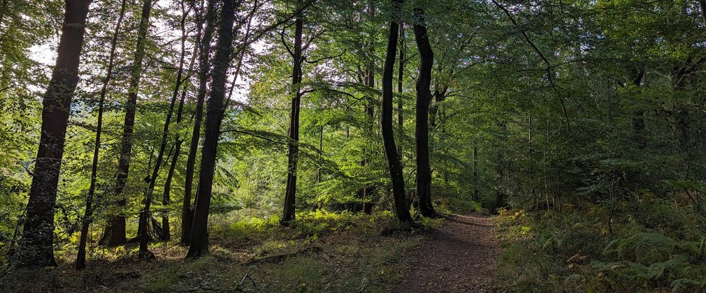 Walking trail through a broadleaf woodland