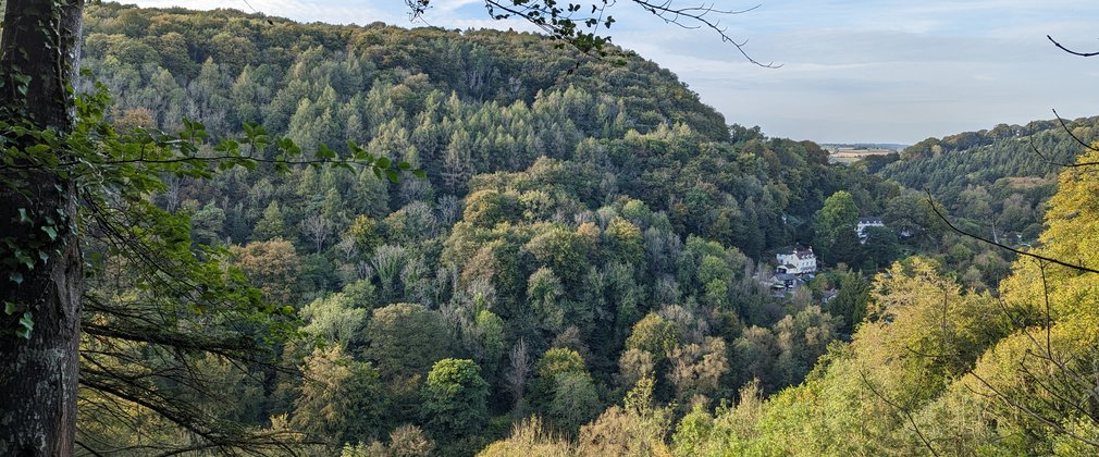 View of trees across a valley