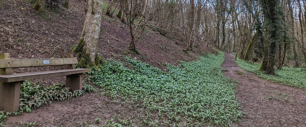 A bench next to a footpath in a winter forest