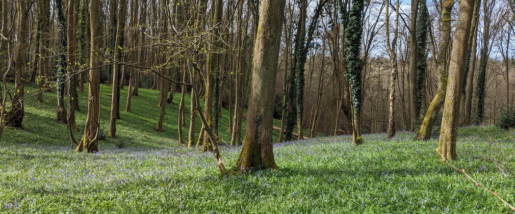 Bluebells in a forest