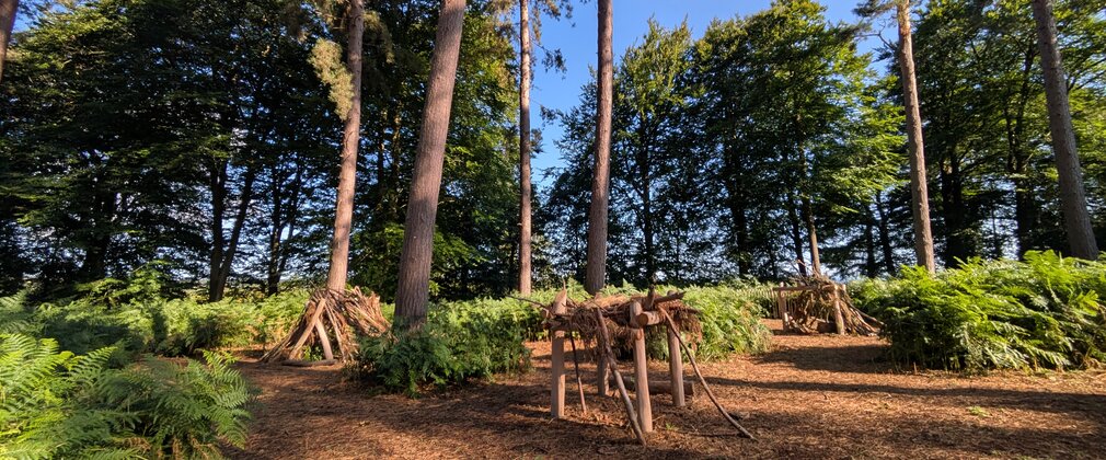 Den Building areas in the Pine Needle Glade at Cannock Chase Forest