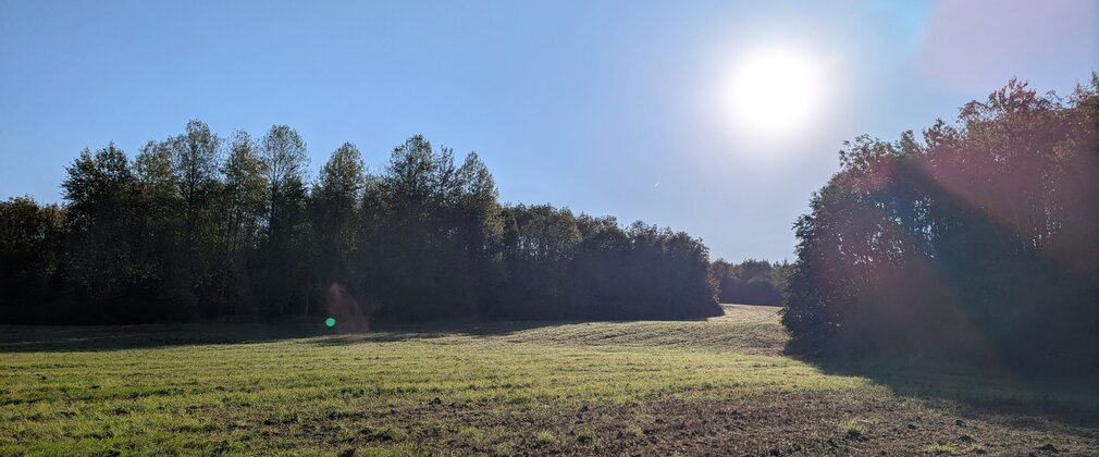 Sun shining over an open space in community woodland