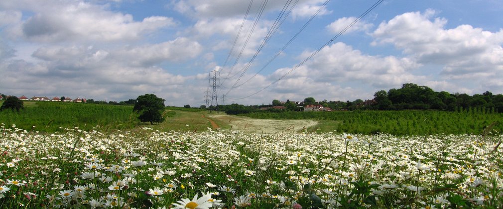 Pages Wood field of flowers